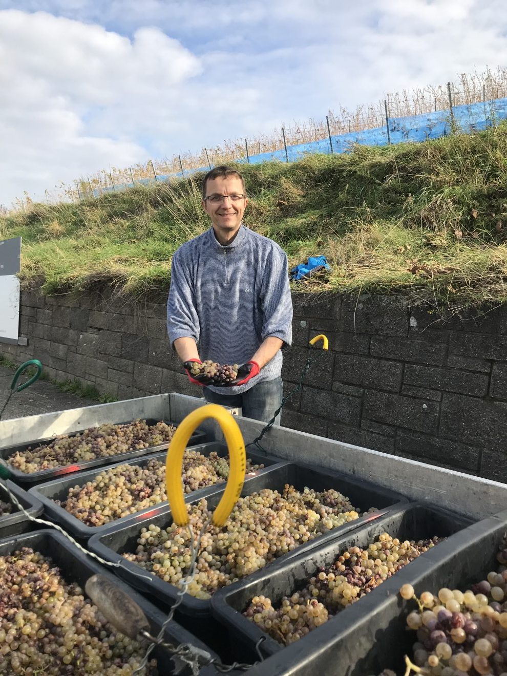Riesling- und Beerenauslese bei der Baden-Badener Winzergenossenschaft