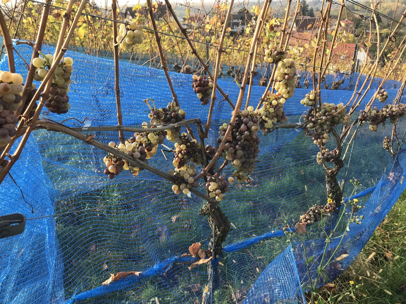 Riesling- und Beerenauslese bei der Baden-Badener WinzergenossenschaftRiesling- und Beerenauslese bei der Baden-Badener Winzergenossenschaft