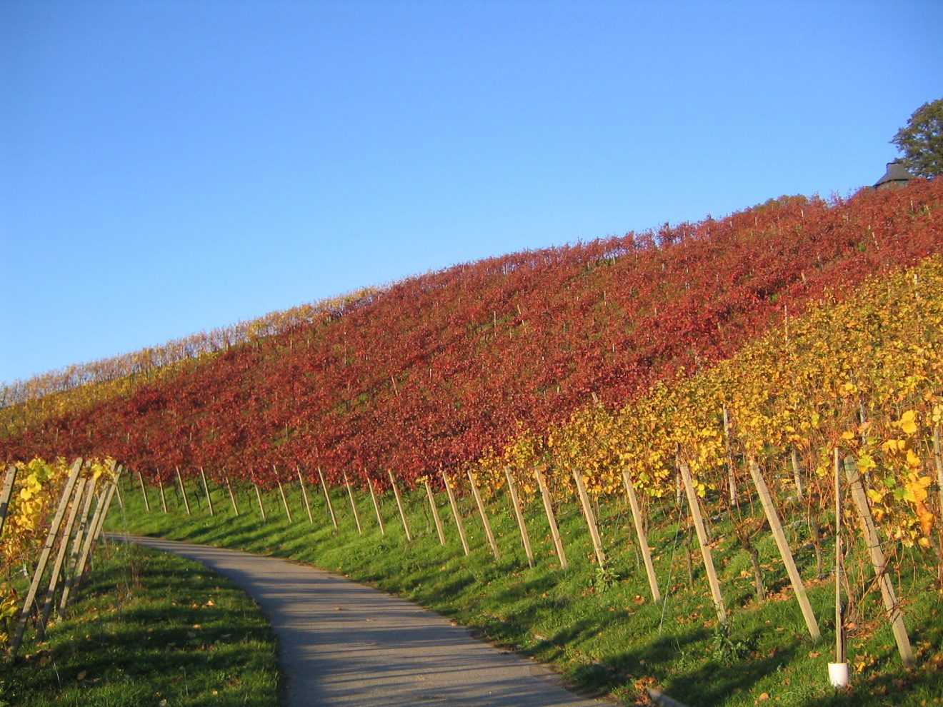 Riesling- und Beerenauslese bei der Baden-Badener Winzergenossenschaft