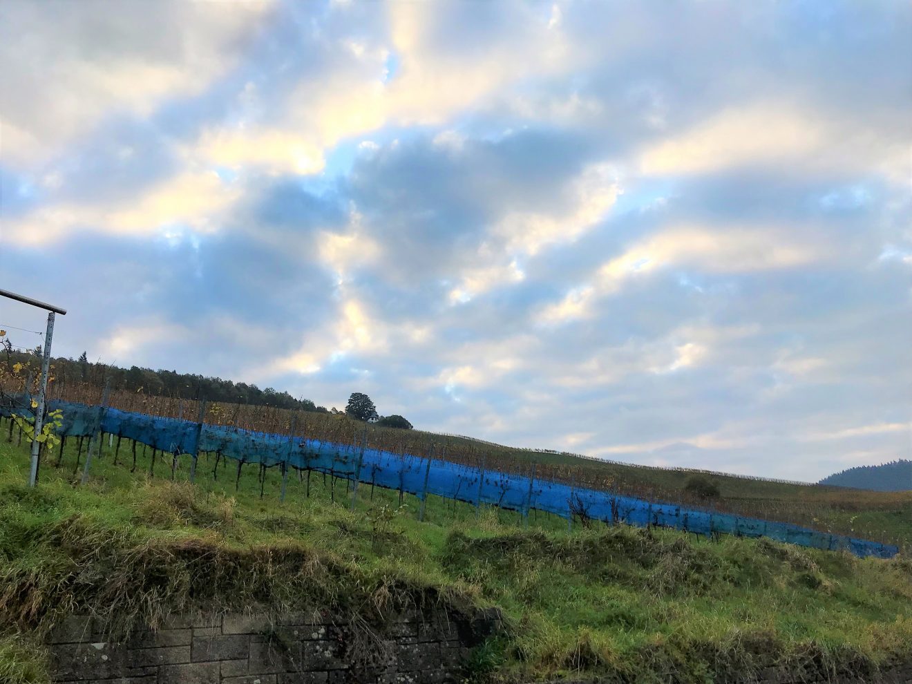 Riesling- und Beerenauslese bei der Baden-Badener WinzergenossenschaftRiesling- und Beerenauslese bei der Baden-Badener Winzergenossenschaft