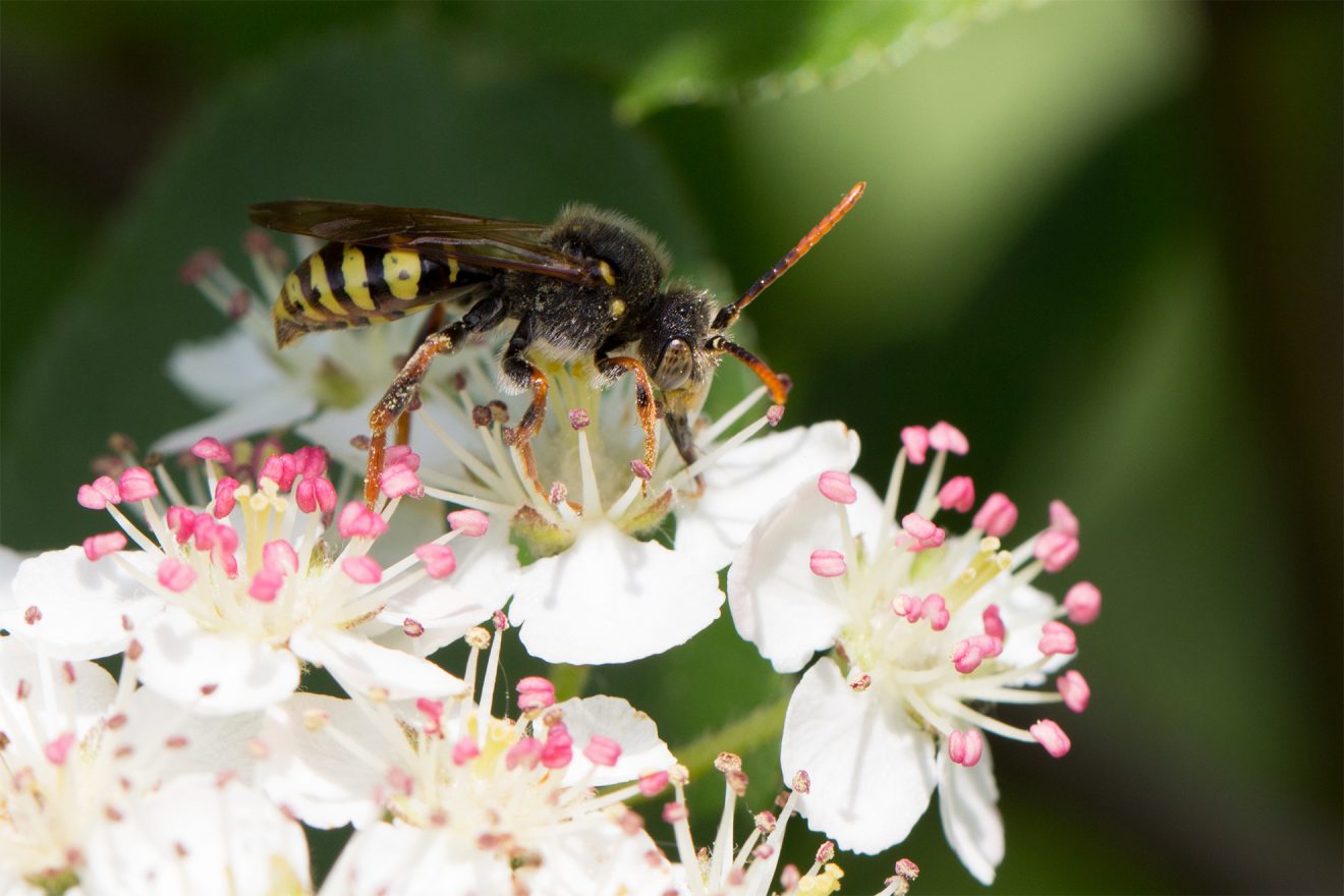 Naturpark Schwarzwald Blog, Aktion Viotop 2017, bedrohte Wildbiene: Wespenbiene, Bild: S. Mösch / naturimdetail.de