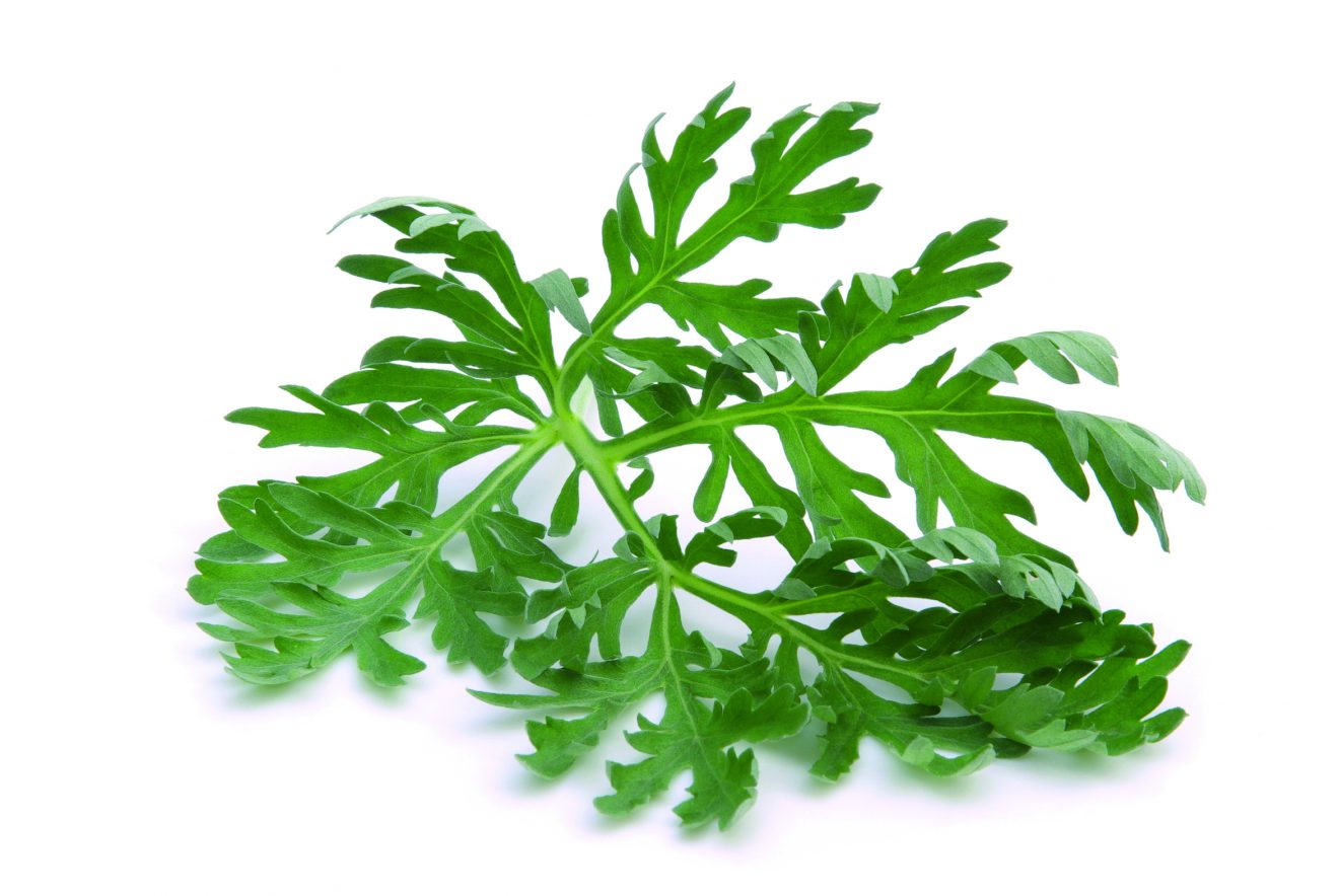 Wermut als Heilpflanze