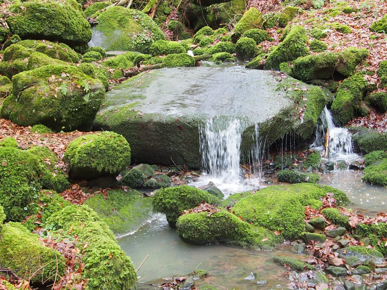 Geführte Touren mit den Schwarzwald-Guides