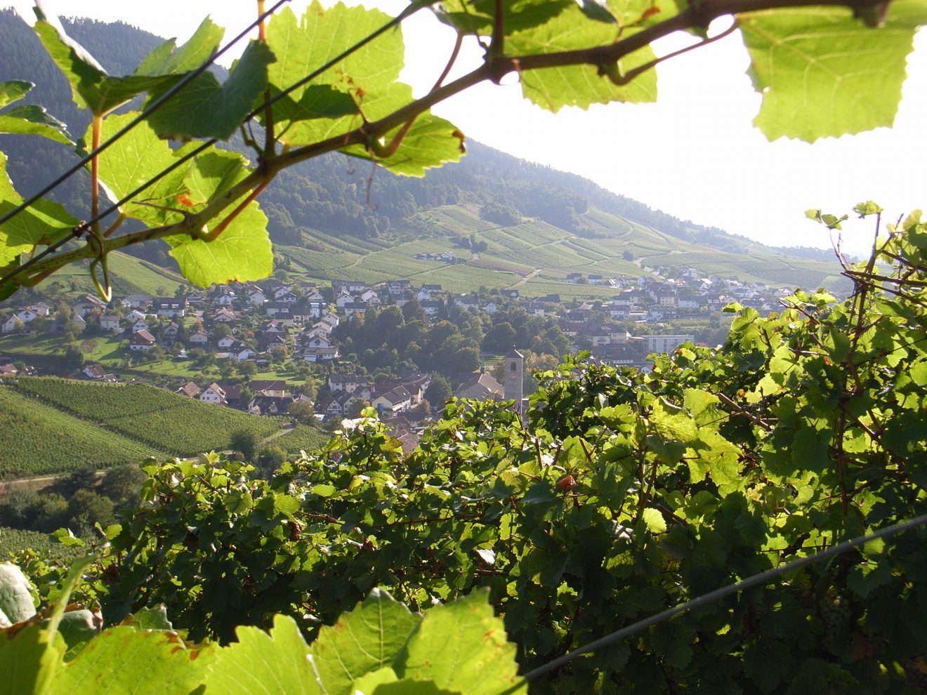 Geführte Touren mit den Schwarzwald-Guides