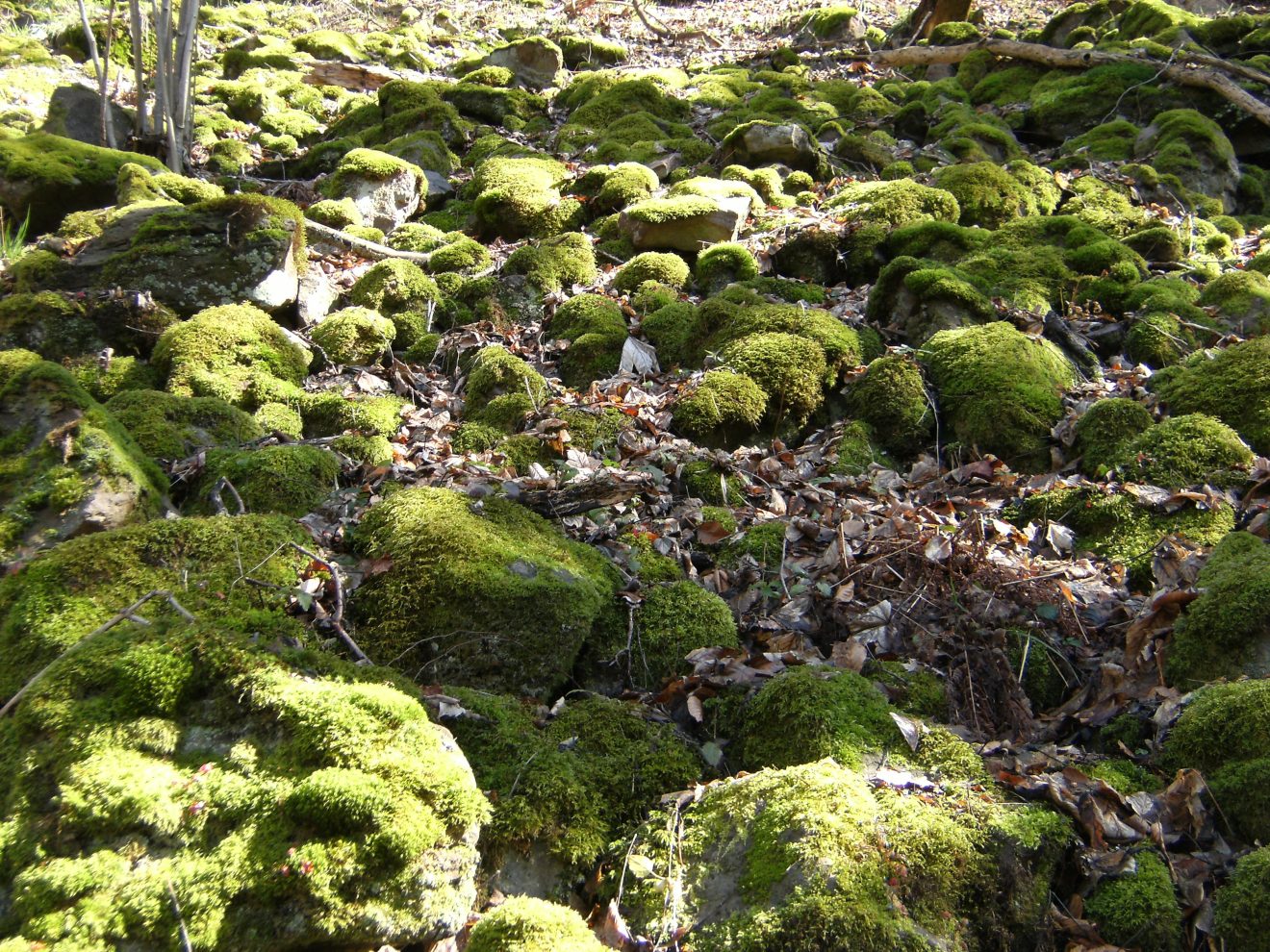 Touren durch den Naturpark Schwarzwald-Mitte Nord mit den Schwarzwald-Guides