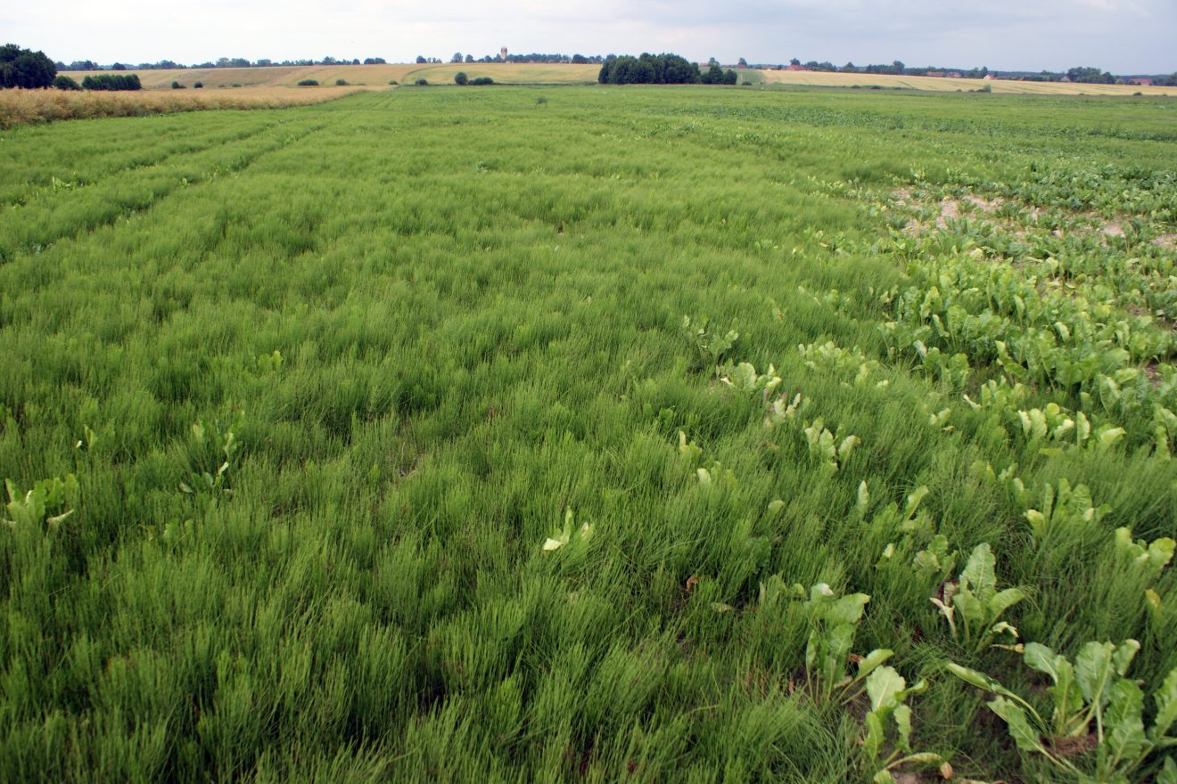 Heilpflanze Ackerschachtelhalm alias Zinnkraut