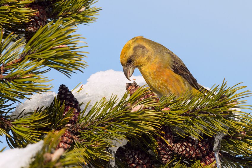 Wie Wildtiere im Winter überleben