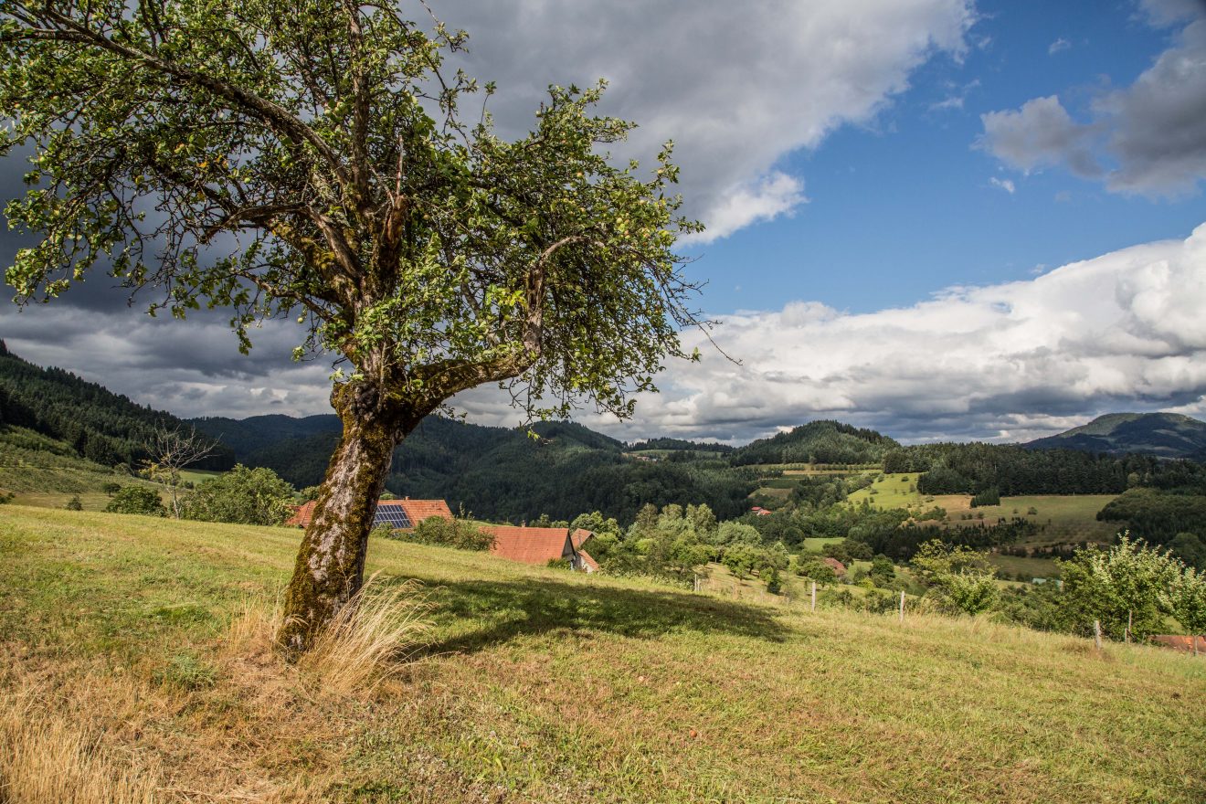 Hahn-und-Henne-Runde in der Ferienregion Brandenkopf