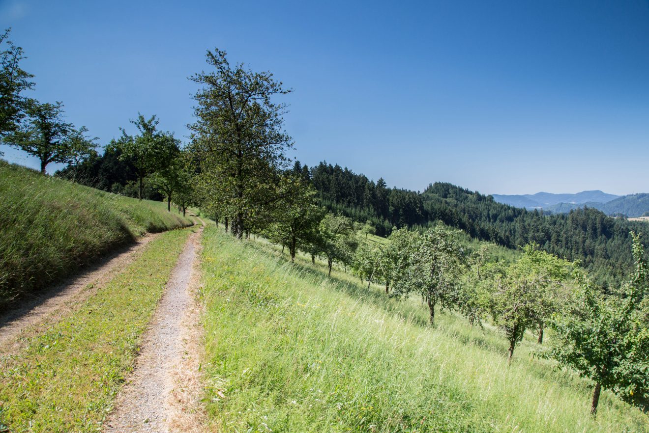 Hahn-und-Henne-Runde in der Ferienregion Brandenkopf