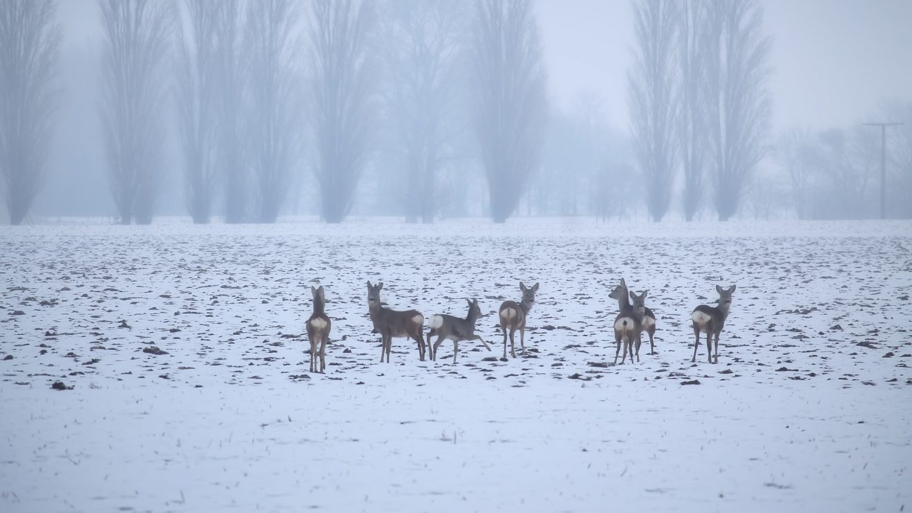 Wie Wildtiere im Winter überleben