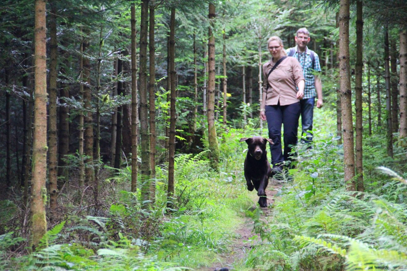 Wasser-, Wald- und Wiesenpfad