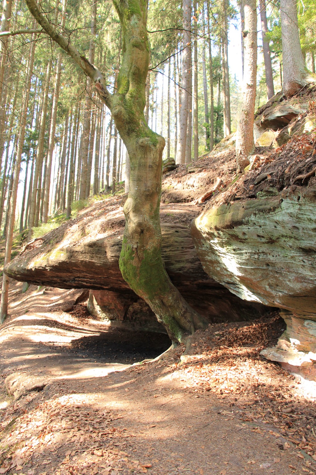 Wasser-, Wald- und Wiesenpfad