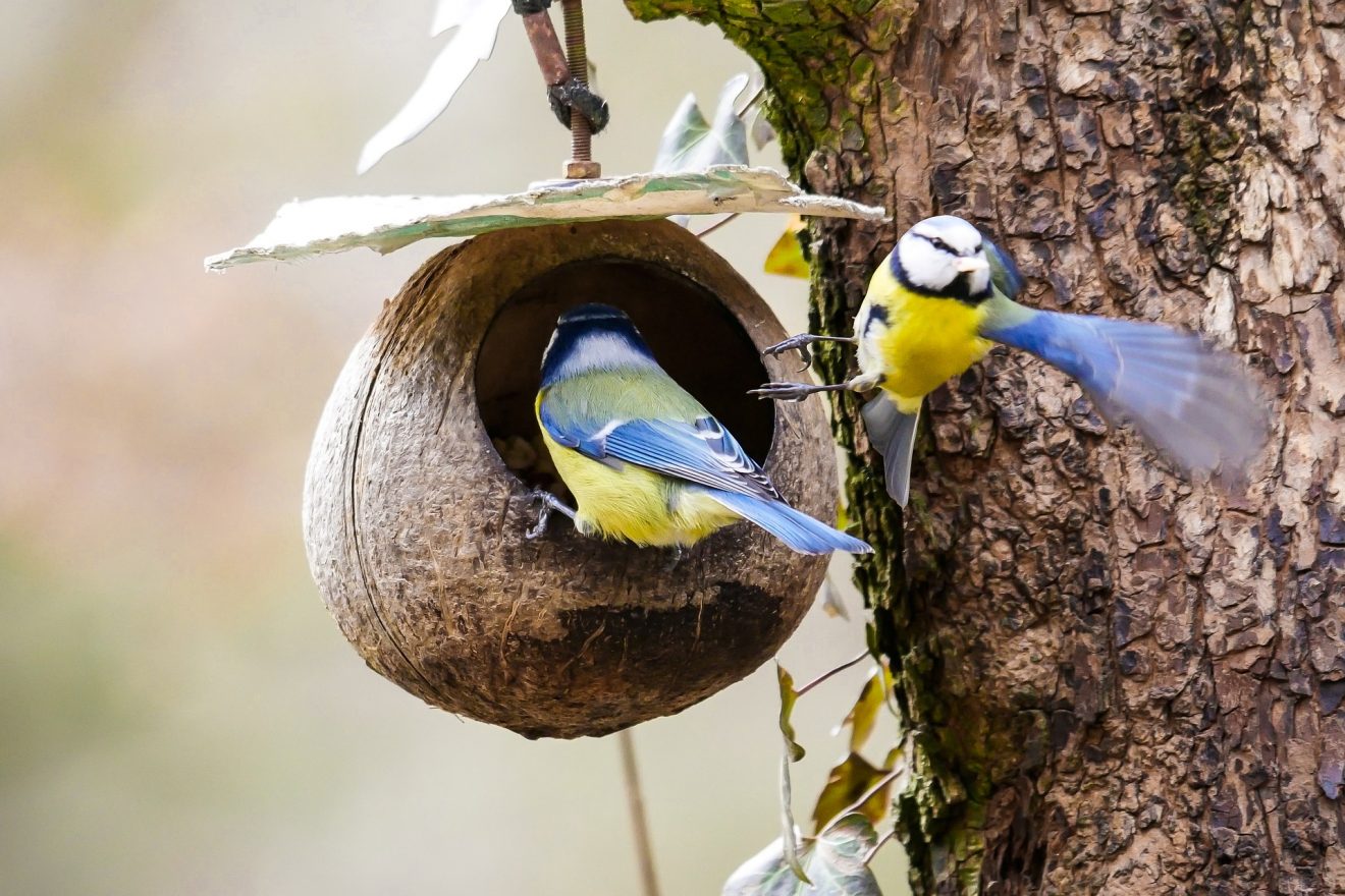 Vogelhaus - Vögel füttern im Winter