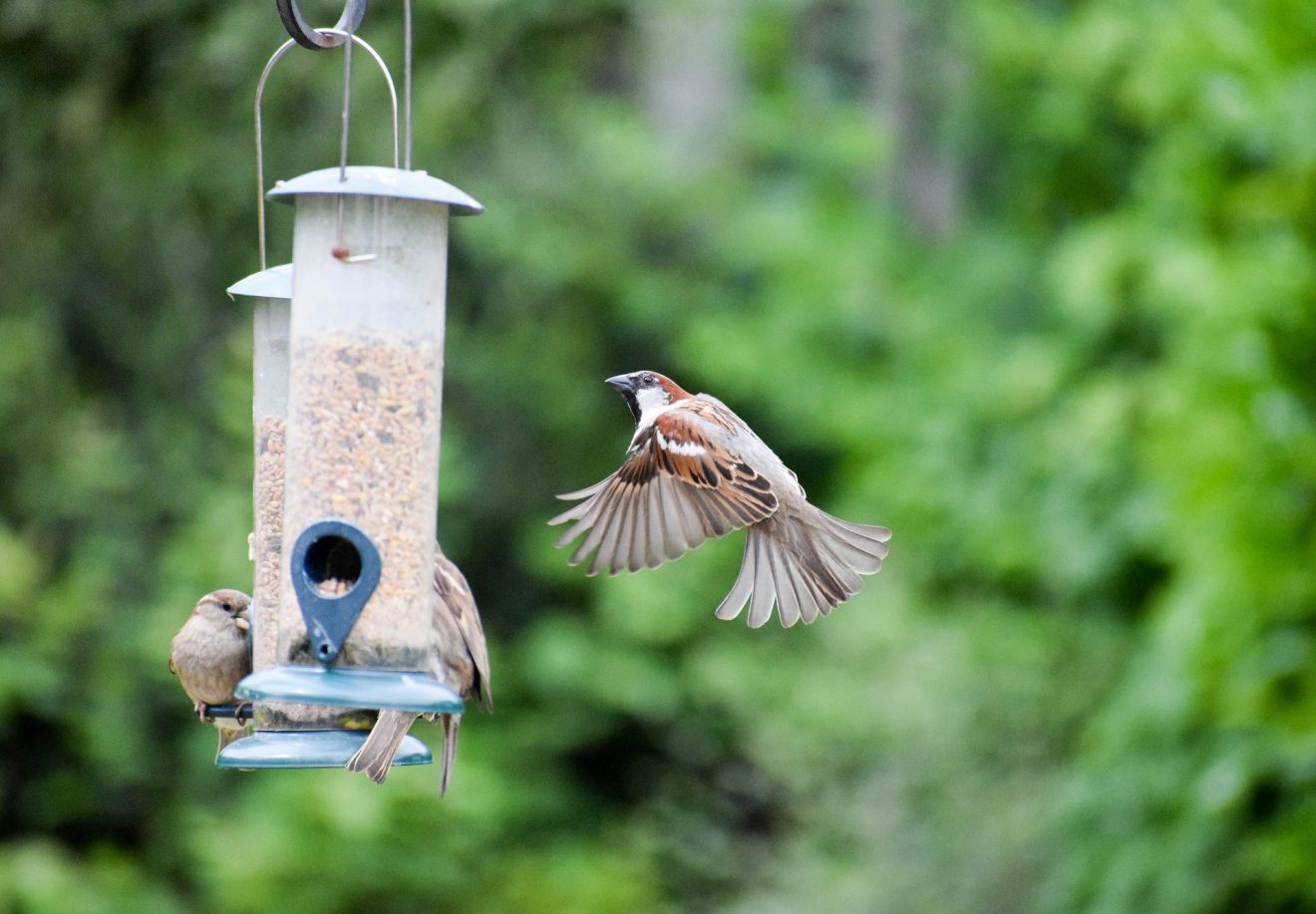 Vogelhaus - Vögel füttern im Winter