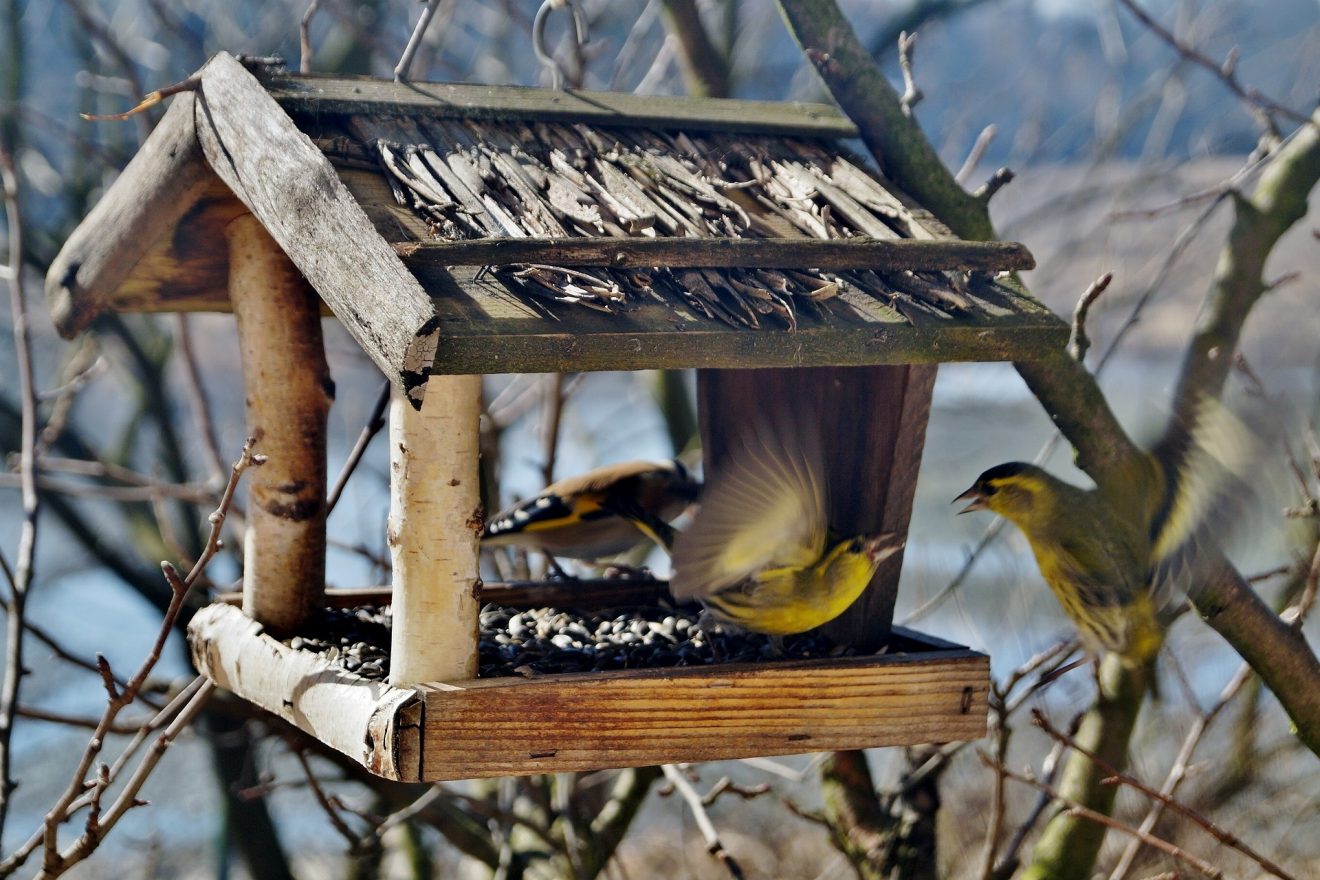Vogelhaus - Vögel füttern im Winter