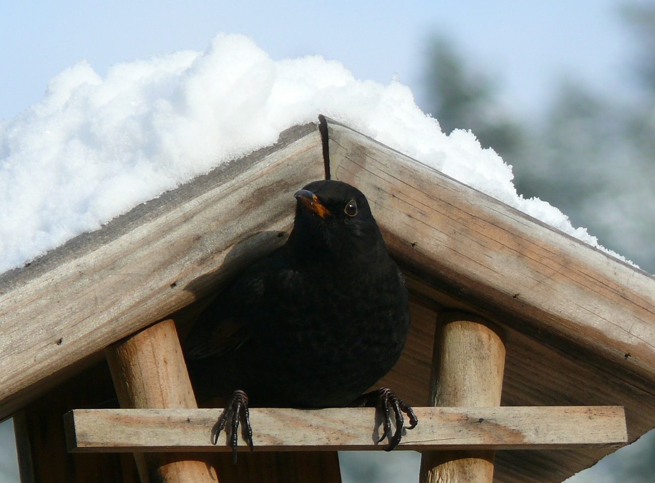 Vogelhaus - Vögel füttern im Winter