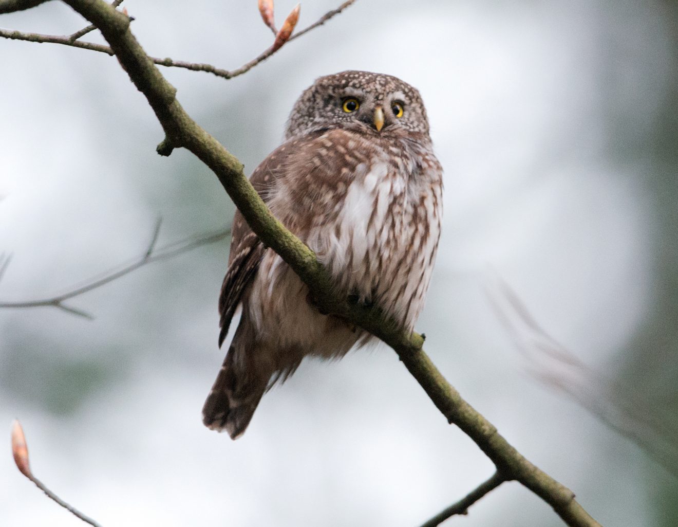 Wie Wildtiere im Winter überleben