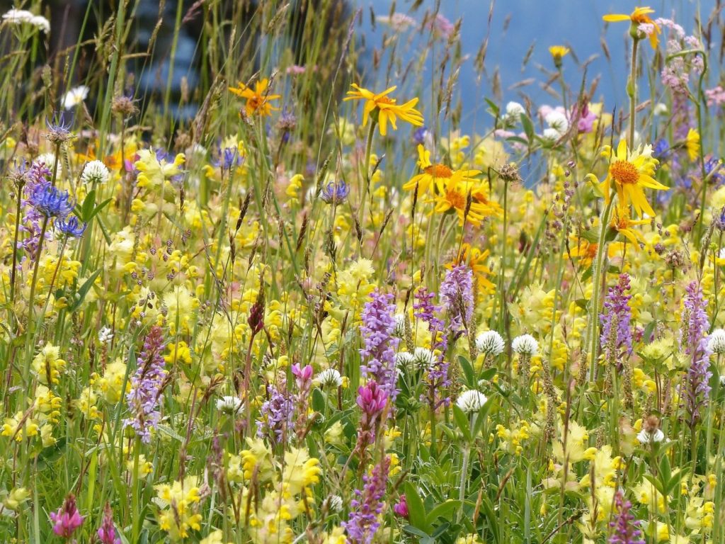 Naturpark Schwarzwald Mitte/Nord auf der CMT 2018