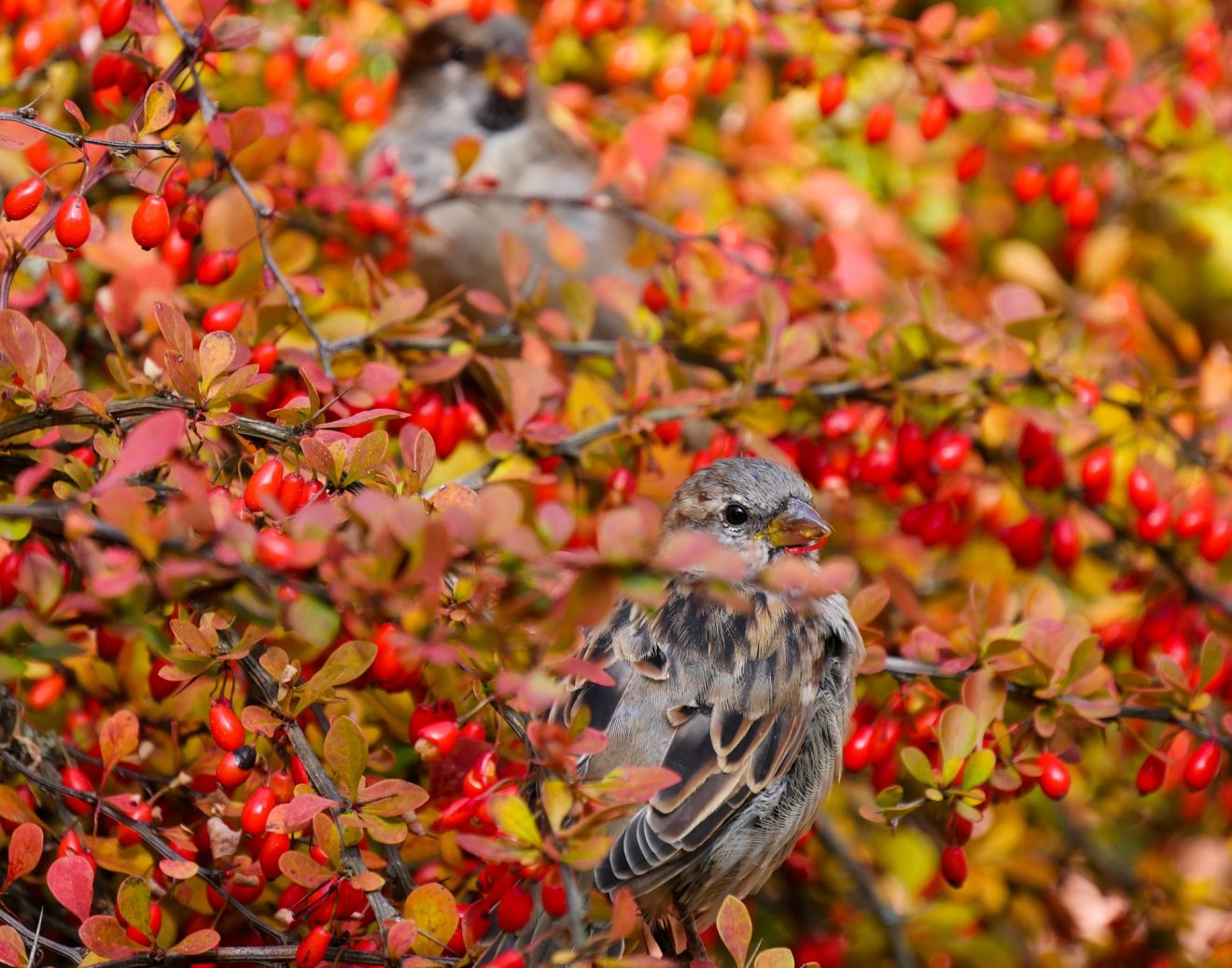 Vogelhaus - Vögel füttern im Winter