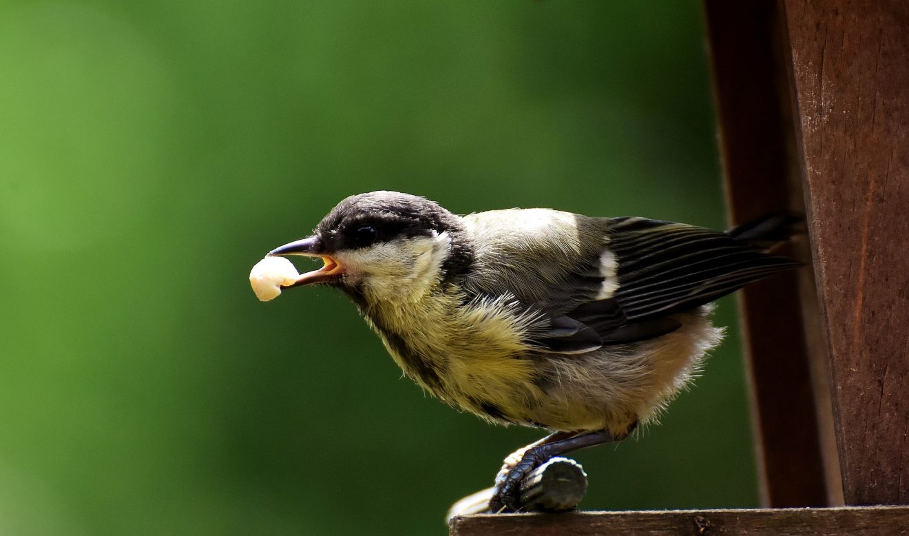 Vogelhaus - Vögel füttern im Winter