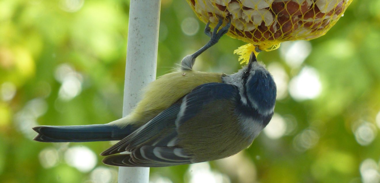 Vogelhaus - Vögel füttern im Winter