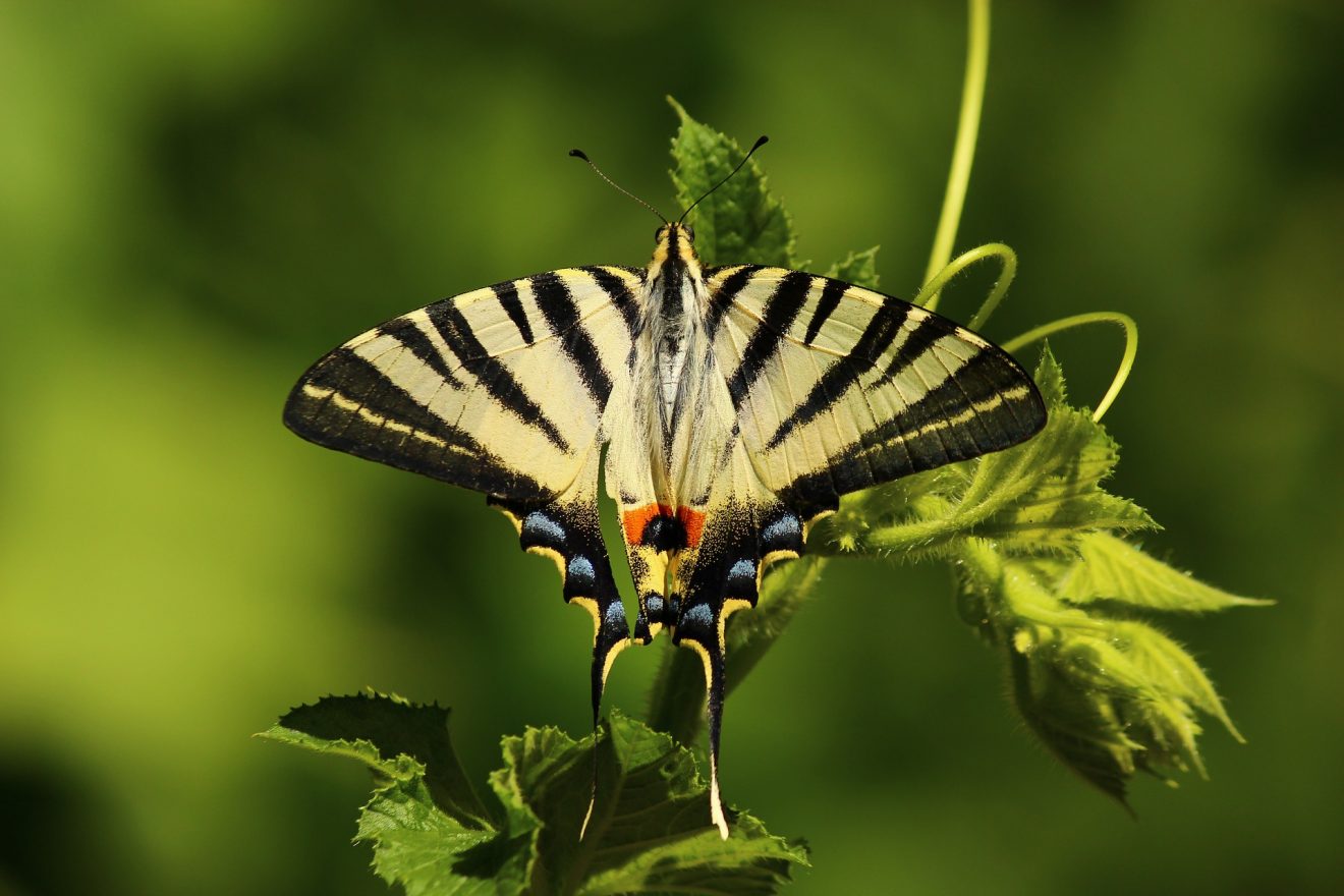 Blühender Naturpark - Offensive gegen das Insektensterben