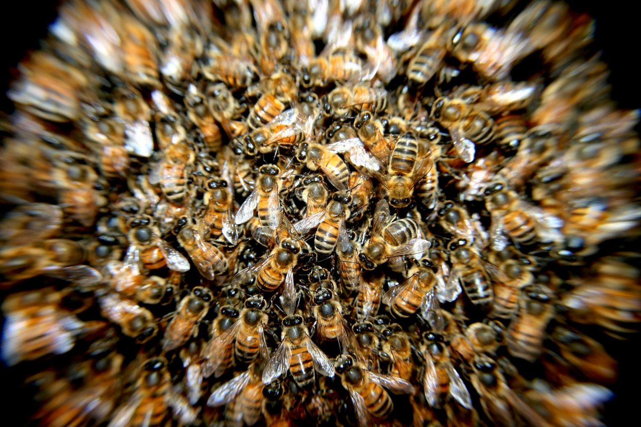 Bienen im Winter bei Cum Natura