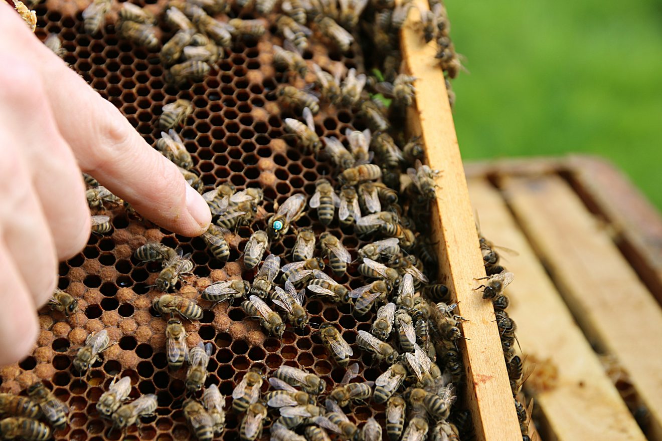 Bienen im Winter bei Cum Natura