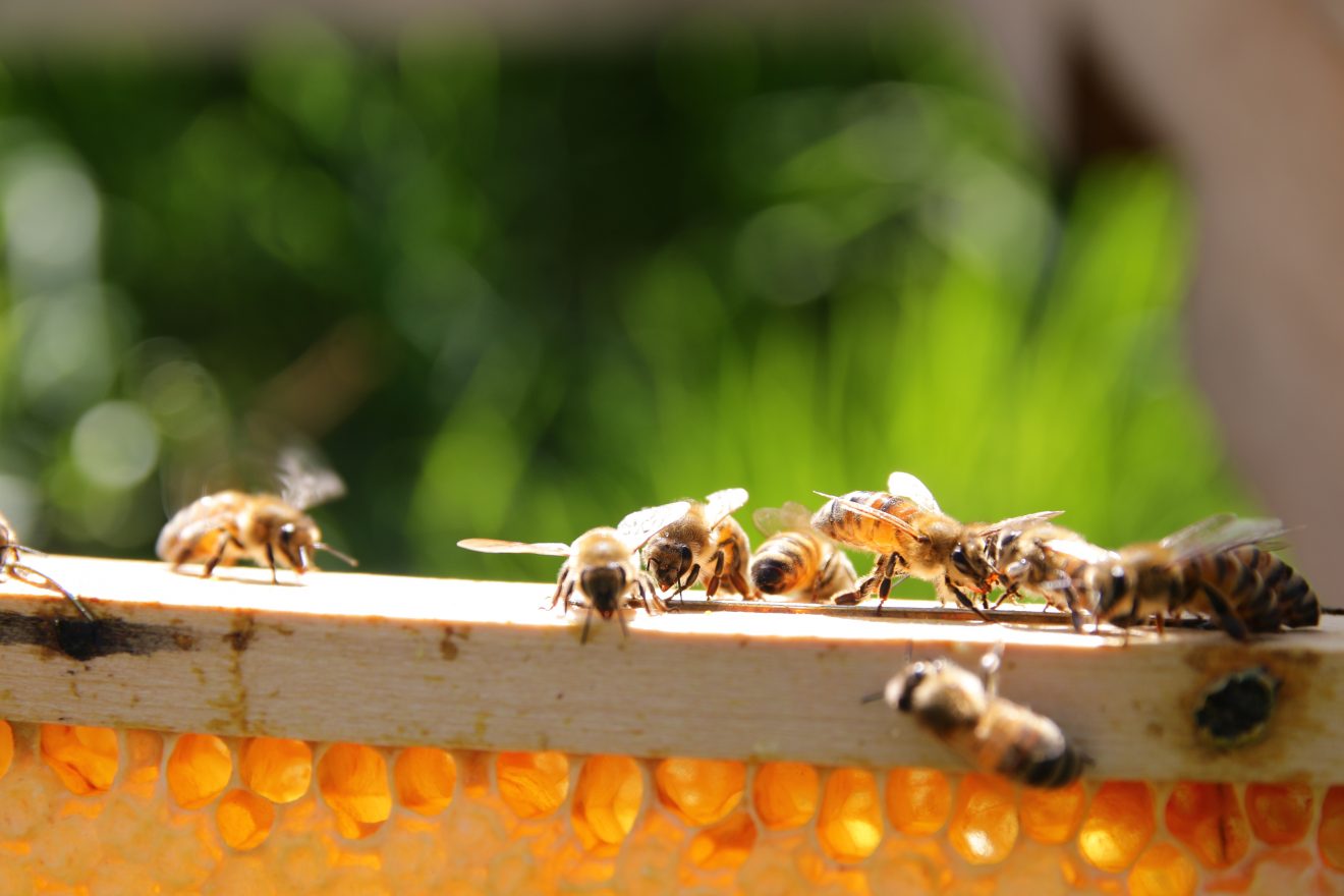 Bienen im Winter bei Cum Natura