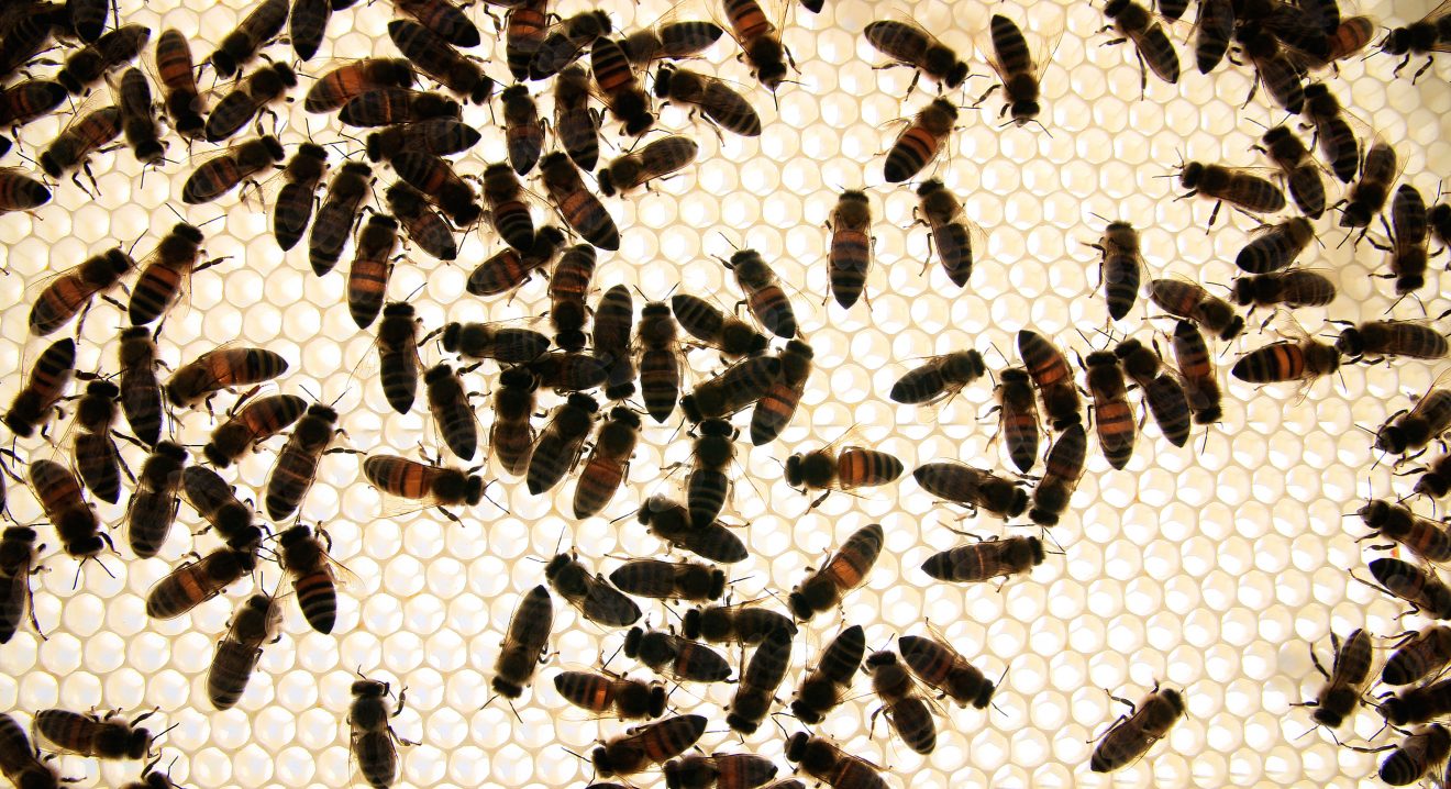 Bienen im Winter bei Cum Natura