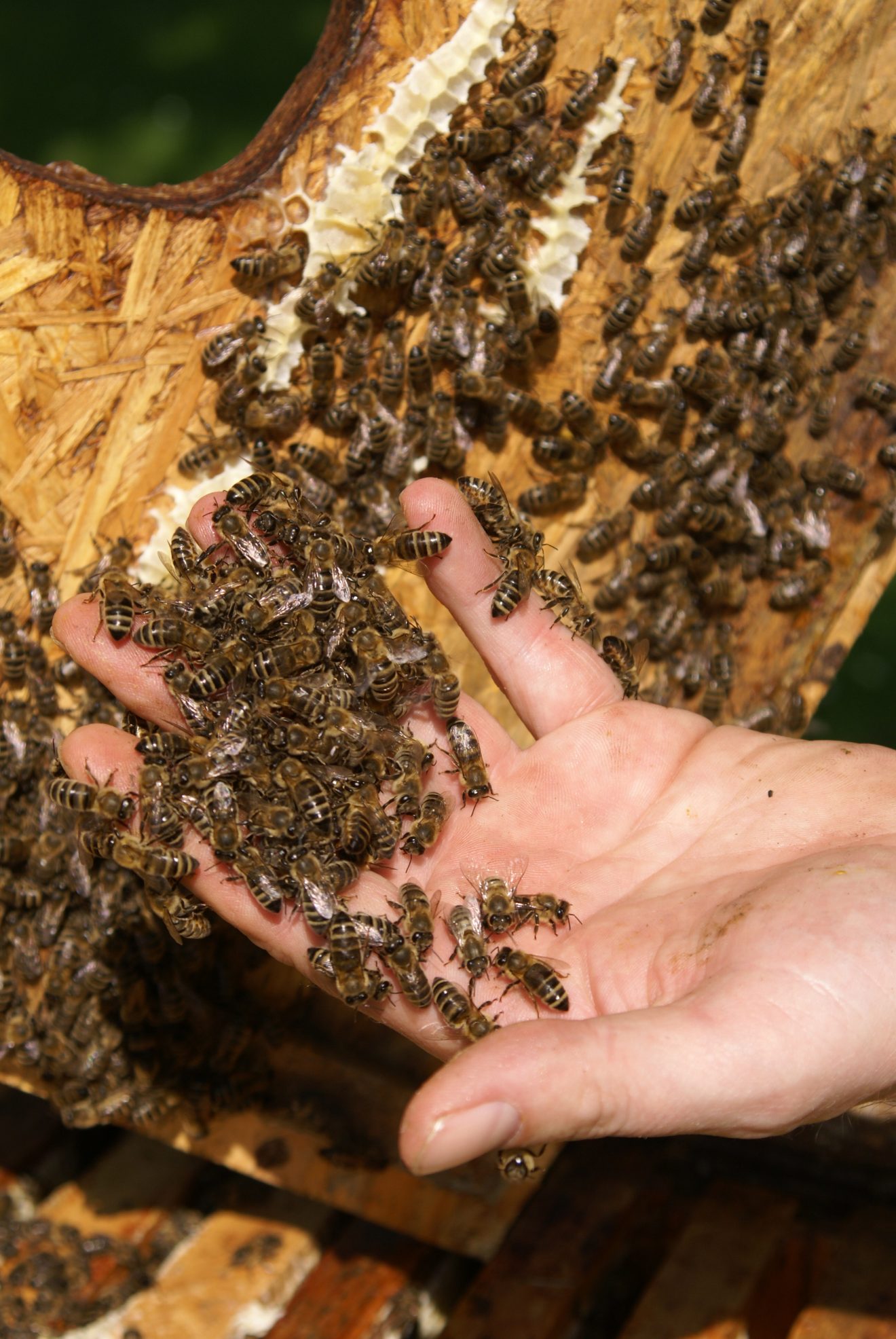 Bienen im Winter bei Cum Natura