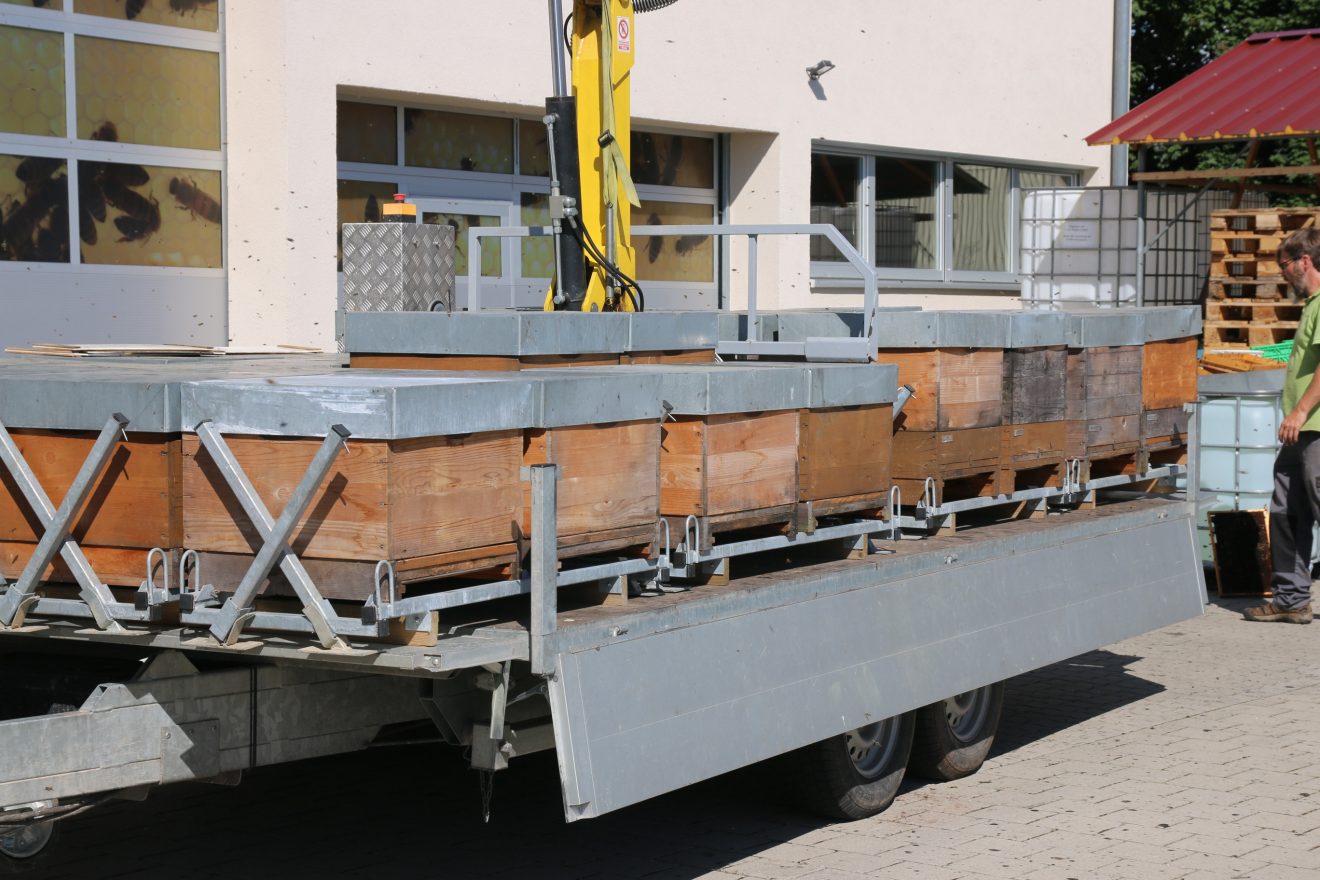 Bienen im Winter bei Cum Natura