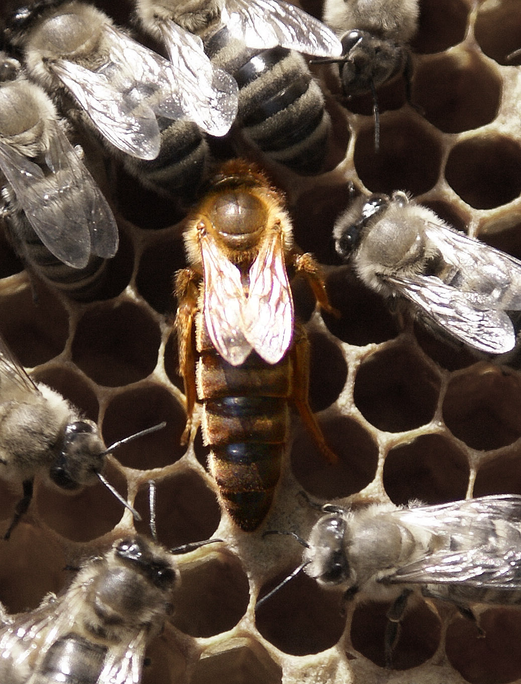 Bienen im Winter bei Cum Natura
