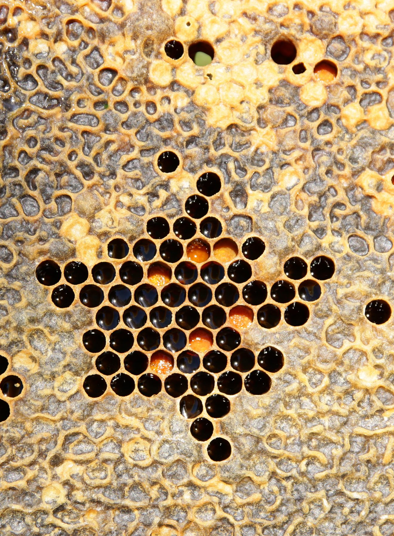 Bienen im Winter bei Cum Natura