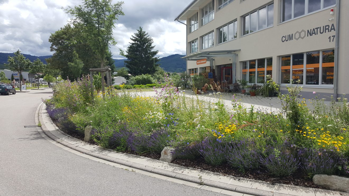 Bienen im Winter bei Cum Natura