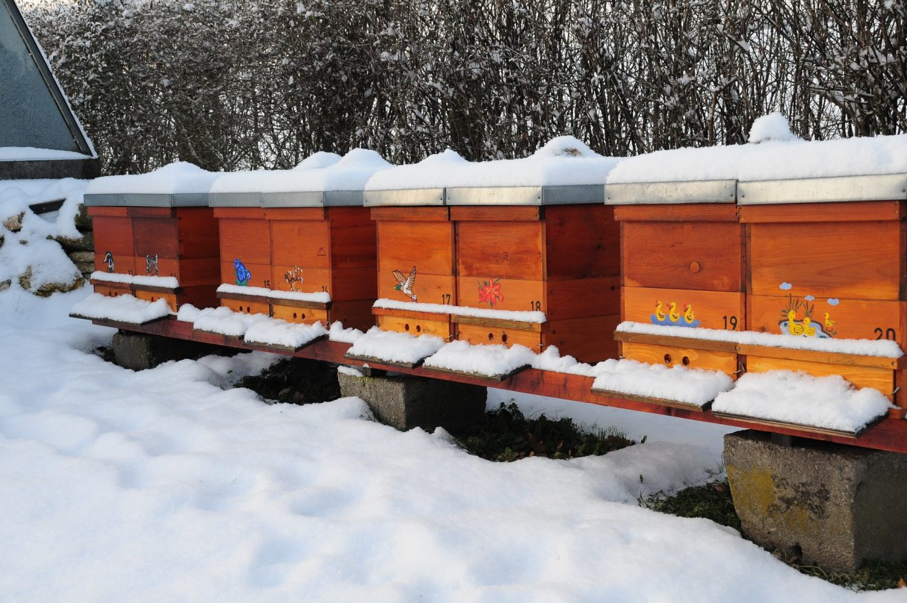 Im Winter verlassen die Bienen ihre Stöcke nicht.