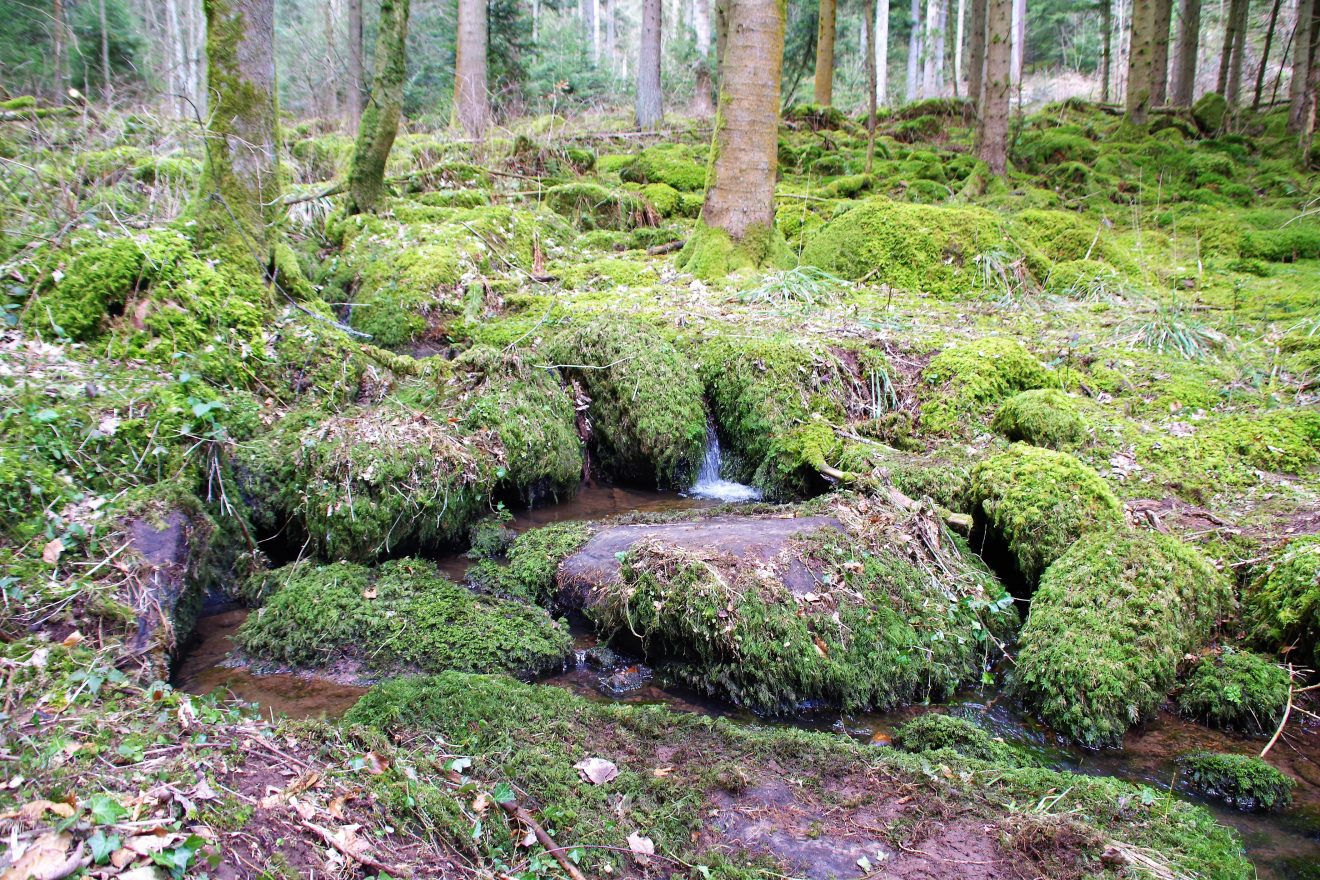 Premiumwanderweg und Genießerpfad "Der Teinacher" in Bad Teinach-Zavelstein