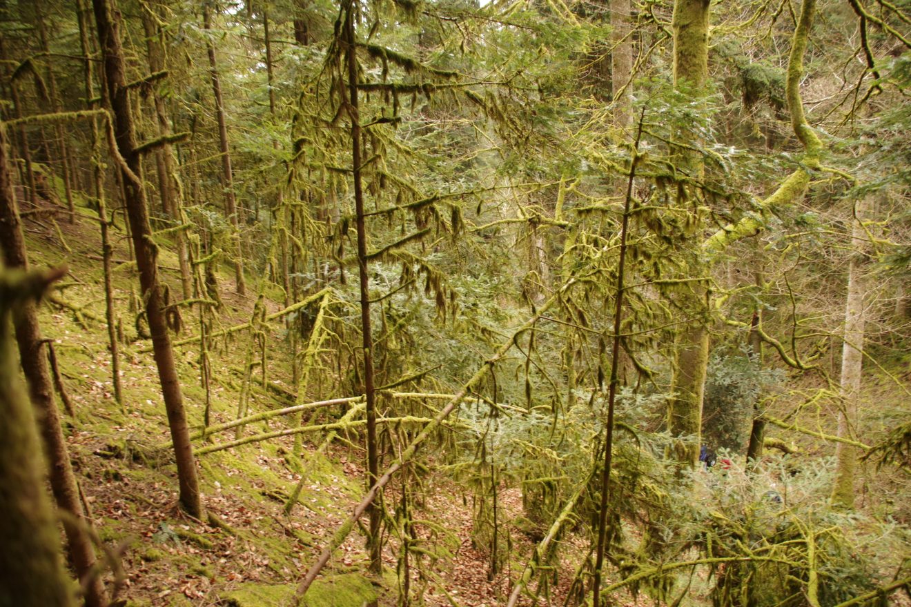 Premiumwanderweg und Genießerpfad "Der Teinacher" in Bad Teinach-Zavelstein