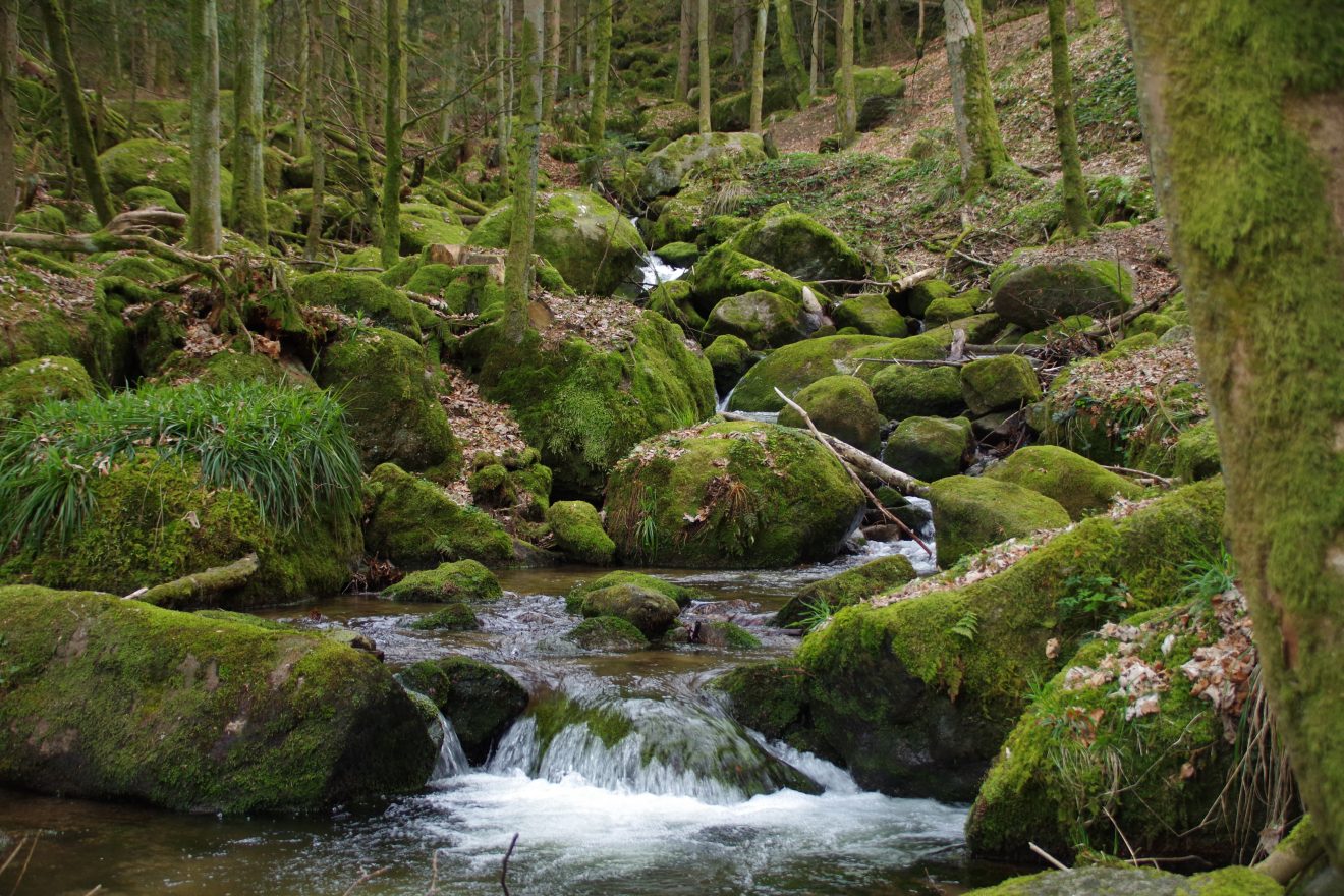 NaTour Gertelbachschlucht Bühlertal