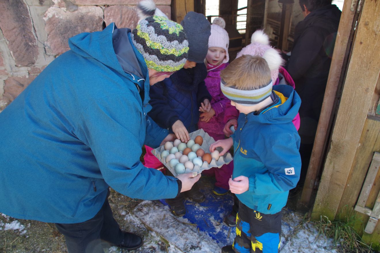 Auftakt Muh die Kuh in Baiersbronn auf dem Hinter-Jörgenhof