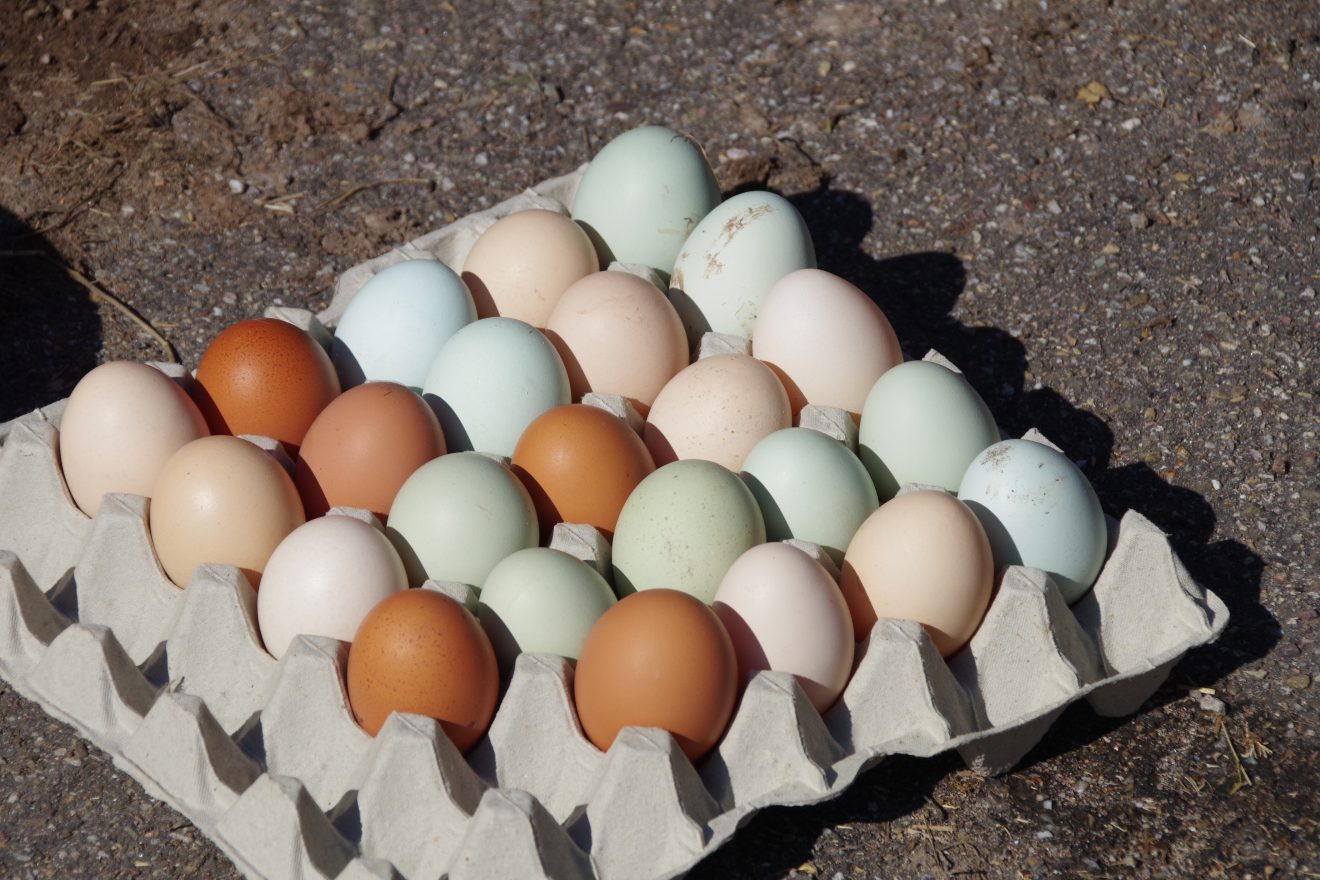 Auftakt Muh die Kuh in Baiersbronn auf dem Hinter-Jörgenhof