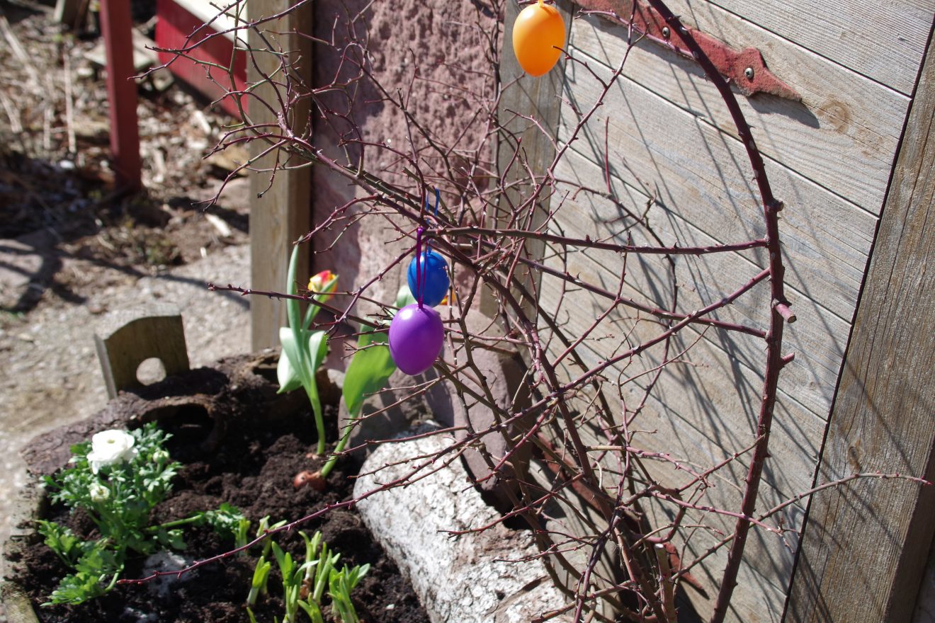 Auftakt Muh die Kuh auf den Hinter-Jörgenhof zu Baiersbronn
