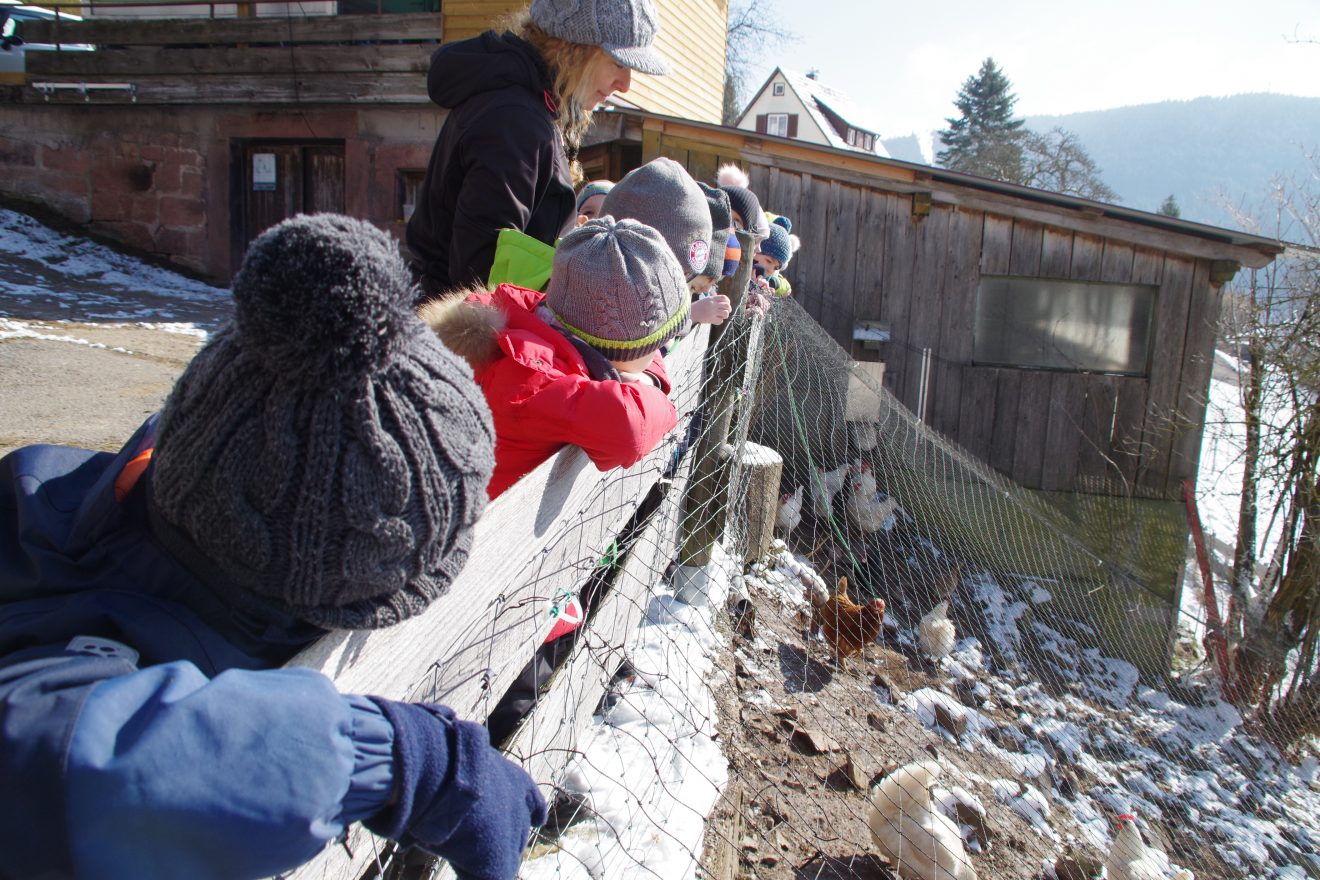 Auftakt Muh die Kuh auf dem Hinter-Jörgenhof in Baiersbronn