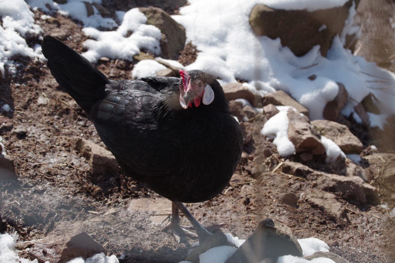 Auftakt Muh die Kuh auf den Hinter-Jörgenhof zu Baiersbronn