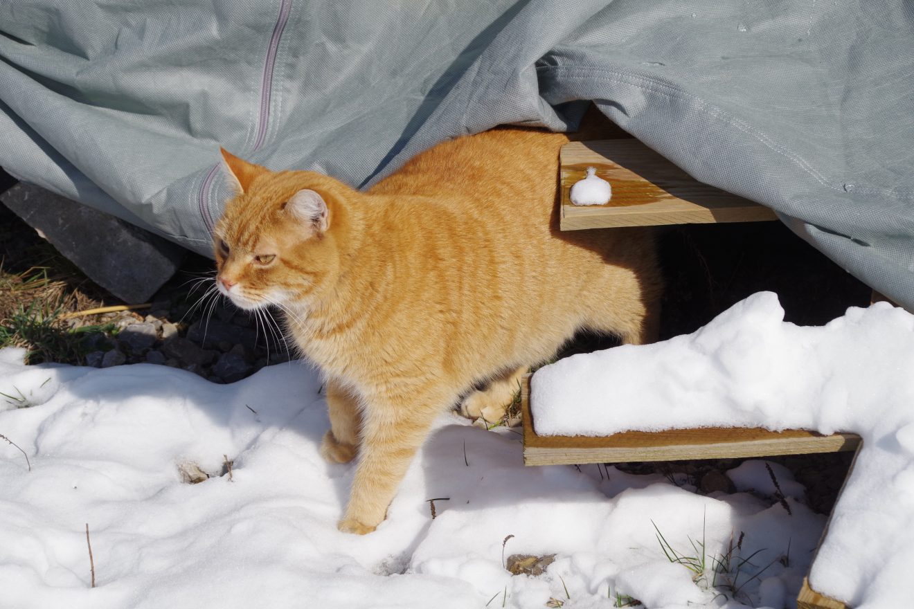 Auftakt Muh die Kuh in Baiersbronn auf dem Hinter-Jörgenhof