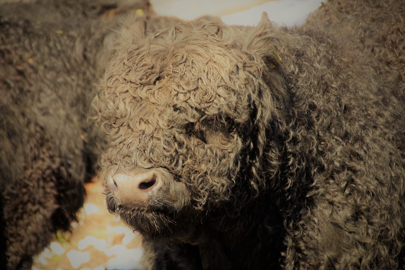 Auftakt Muh die Kuh in Baiersbronn auf dem Hinter-Jörgenhof