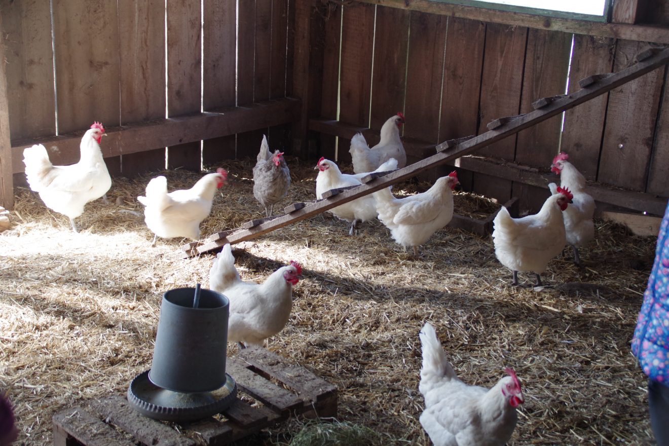 Auftakt Muh die Kuh in Baiersbronn auf dem Hinter-Jörgenhof