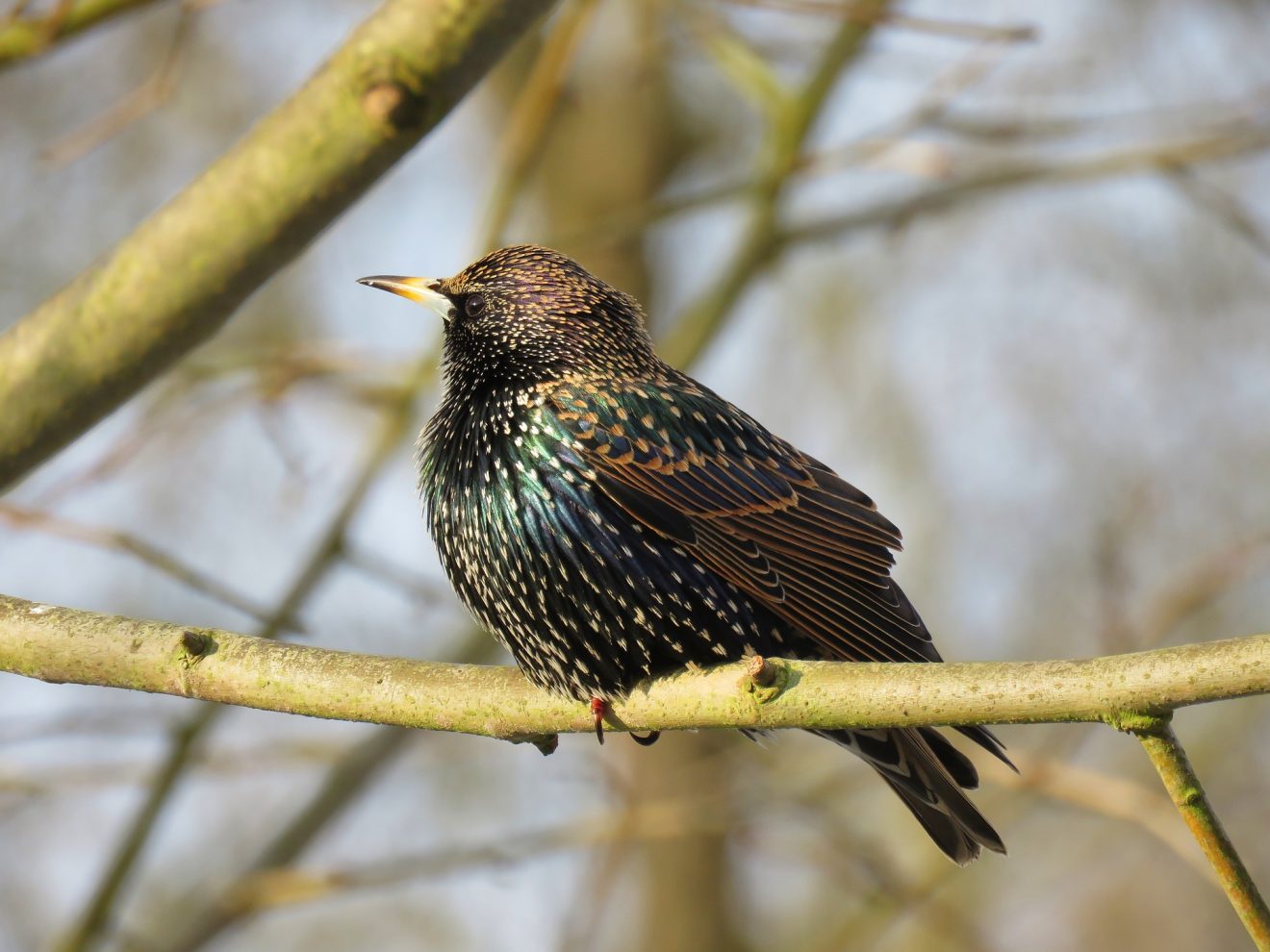 Star - Vogel des Jahres 2018