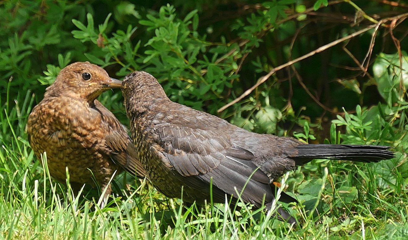 Star - Vogel des Jahres 2018