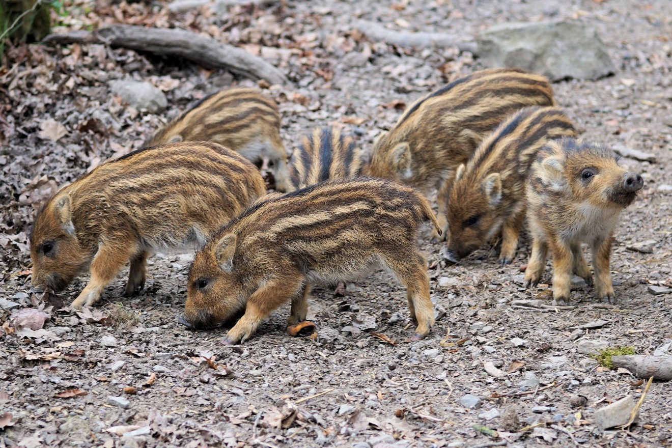 Tiersteckbrief Wildschwein